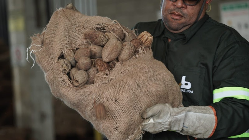 Biomassa de coco de piaava na produo de biodiesel fortalece agricultura familiar na Bahia